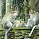 Sangeh Monkey Forest with Kids: Where the Monkeys Are Calm and Parents Can Breathe